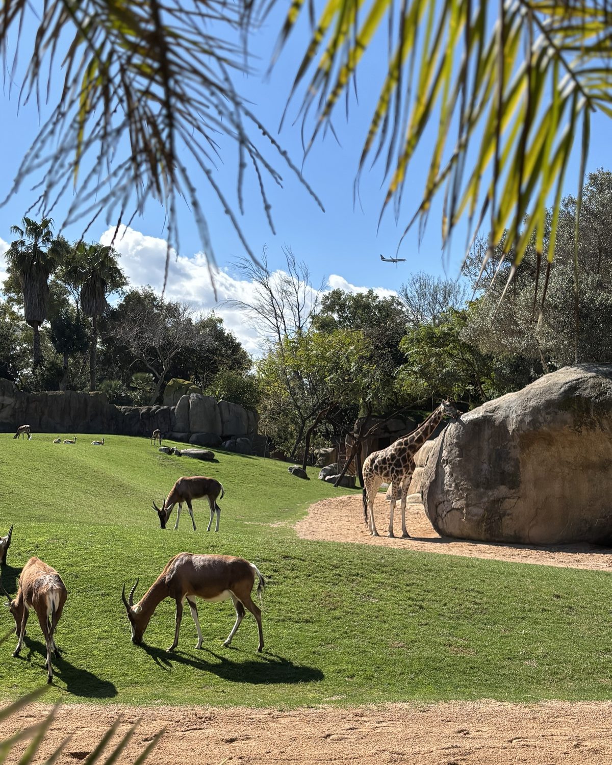 Een giraffe en antilopen op een grasvlakte tussen palmen in Bioparc Valencia
