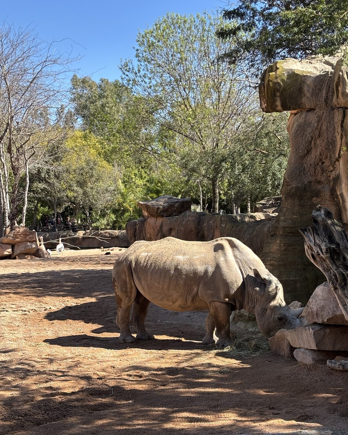 Een neushoorn in de zon tussen de rotsen in Bioparc Valencia